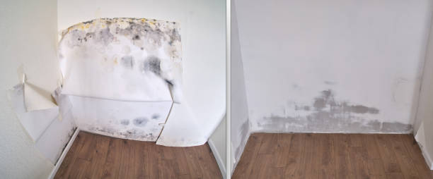 Best Best Mold Removal Companies  in USA